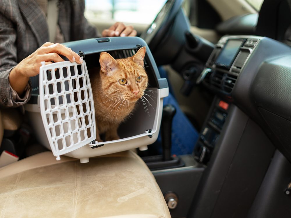 A ginger cat sitting calmly in a travel carrier on a car seat