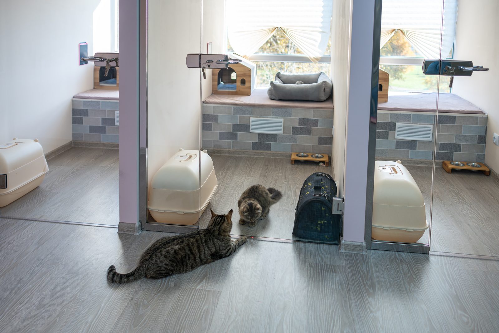Two cats resting in a bright modern cattery with glass fronted pens