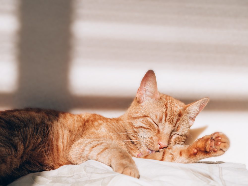 A ginger cat asleep in afternoon sunlight